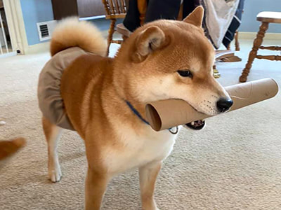 Shiba Inu, Comet, is helping with household chores